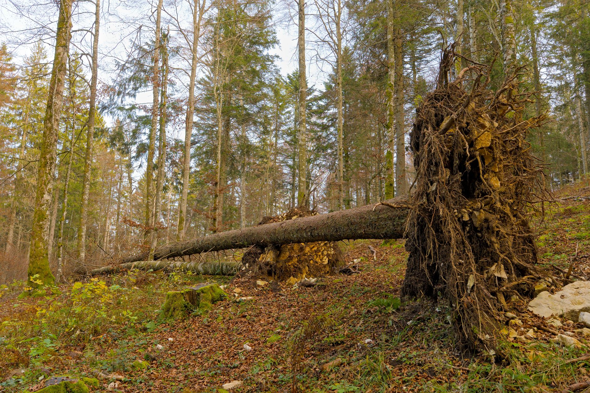 Enlèvement arbre urgence équipe à Frontignan